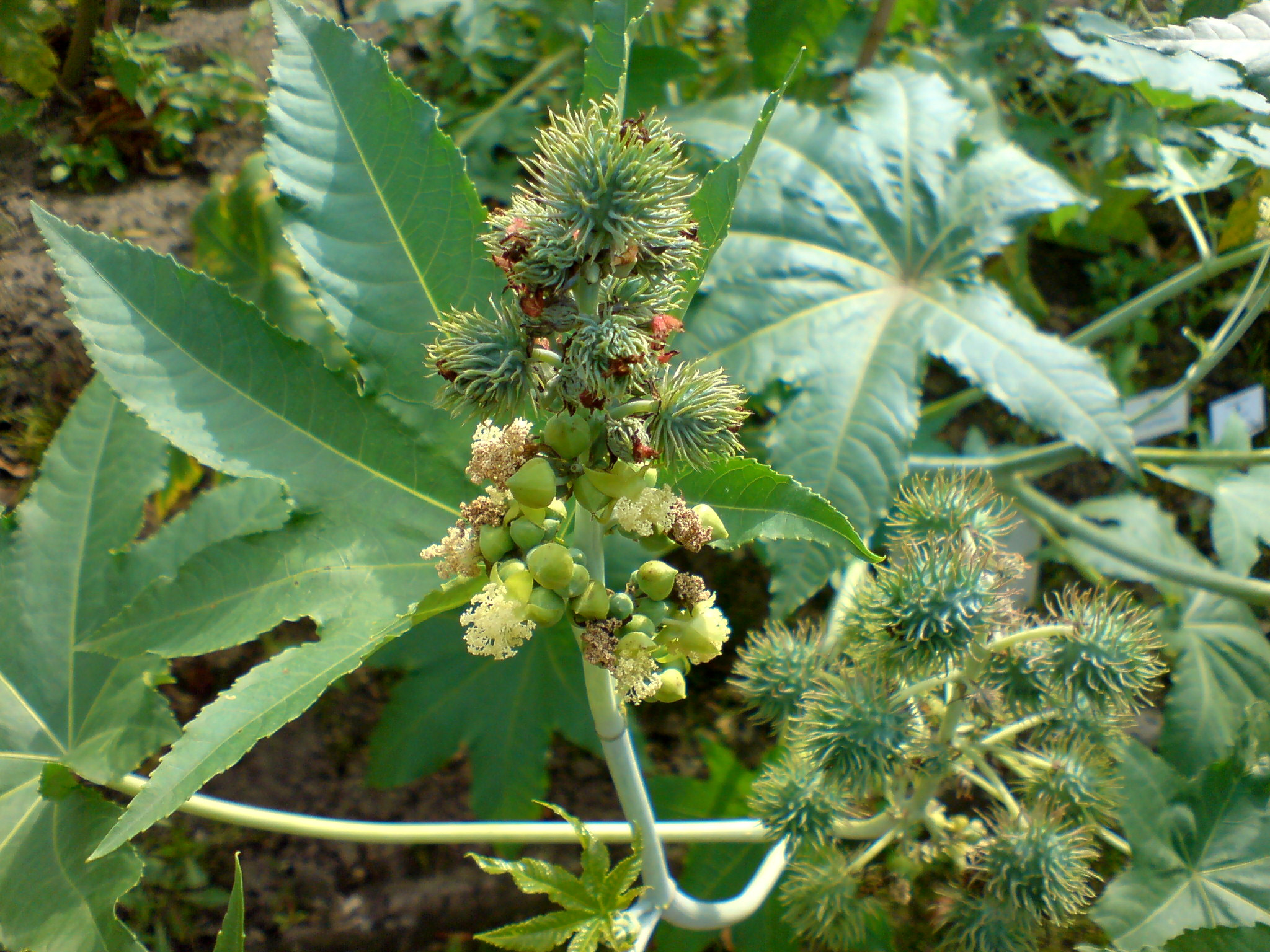 ricinus olaj-